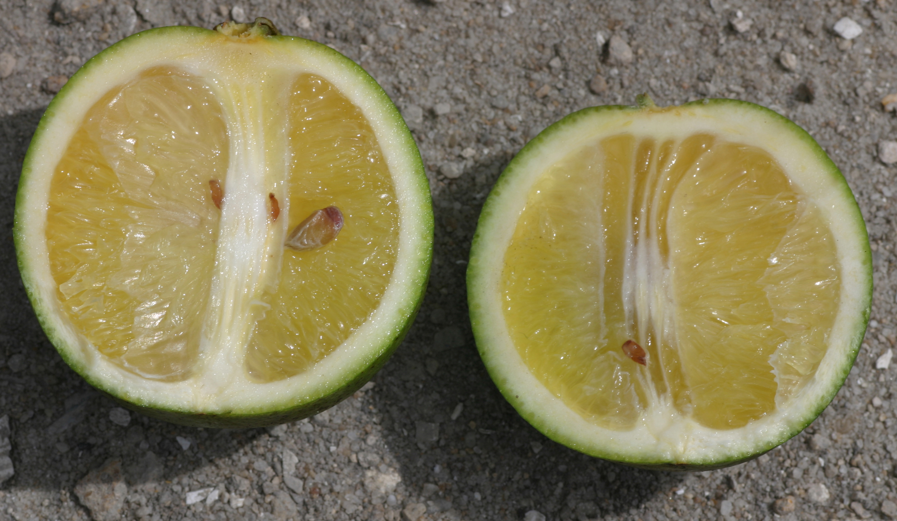CA Citrus Mutual - Infected Fruit