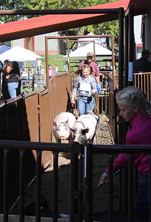 Junior exhibitors take their pigs to the show ring