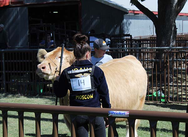 Steer showmen