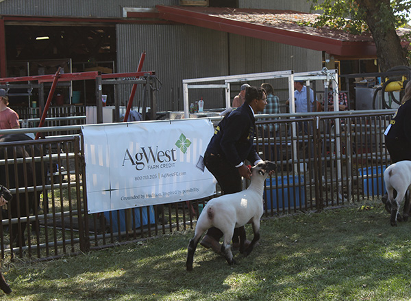 Walking lambs past banner