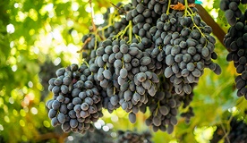 380x220_16_09_29_Farm_Credit_West-1062