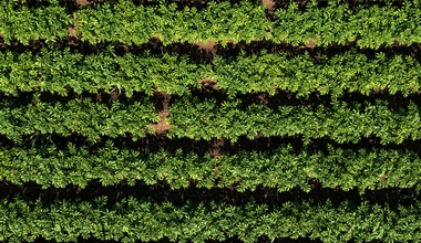 Aerial Shot of Potato Plantation