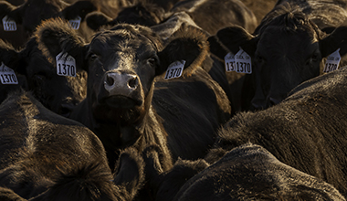 Angus beef cattle