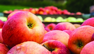Apples Apples