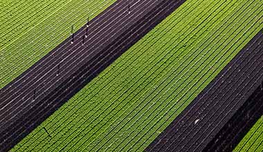 Carrot Fields