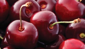 Cherries close up