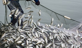 Fisherman catching fish in net