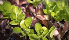 green and red seedlings, nursery