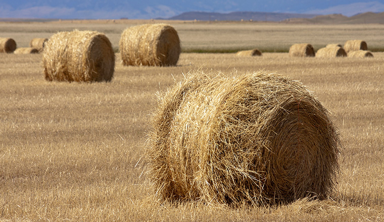 cards 2024 Idaho Ag Outlook Conference