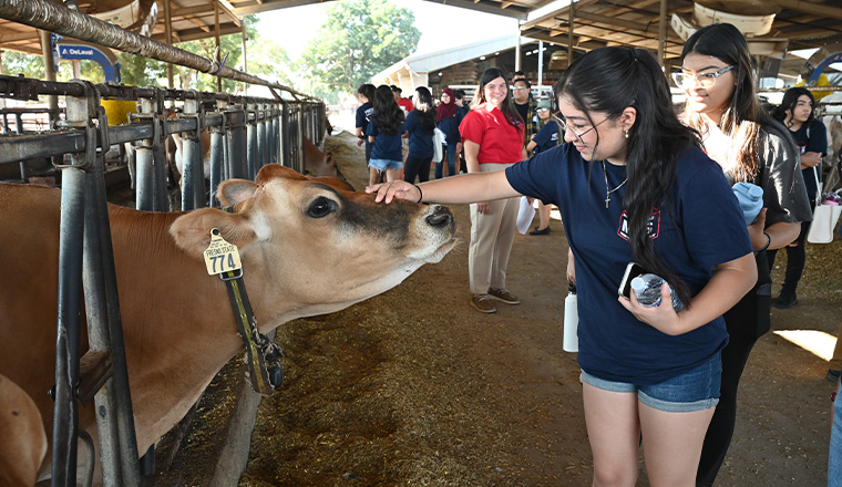 high school tour at fresno state, girls petting a dairy cow