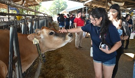 high school tour at fresno state, girls petting a dairy cow