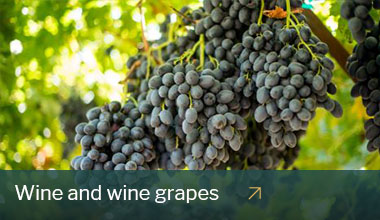 Wine and wine grapes