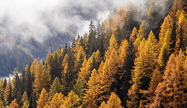 Larch forest fall 380x220