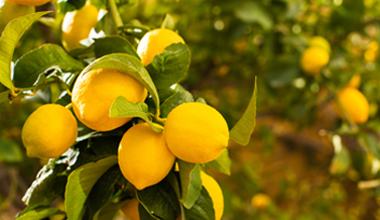 Lemons-close-up-in-tree Lemons on branch close up