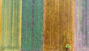 A yellow, green, orange, and pink field next to each other