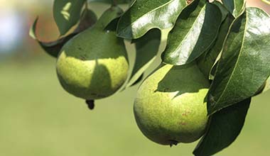 Pears in a tree