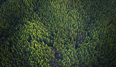 Pine Trees Aerial 380x220