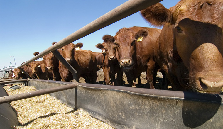 cards Cattle Market Outlook and Risk Management Strategies