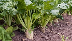 Sugar Beets