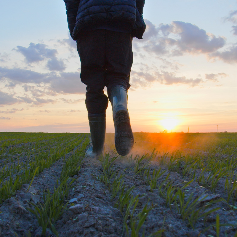 Boots walking on a row of crops during the sunset