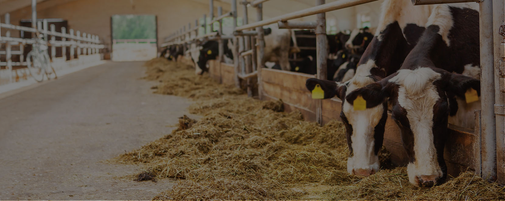 cows carousel