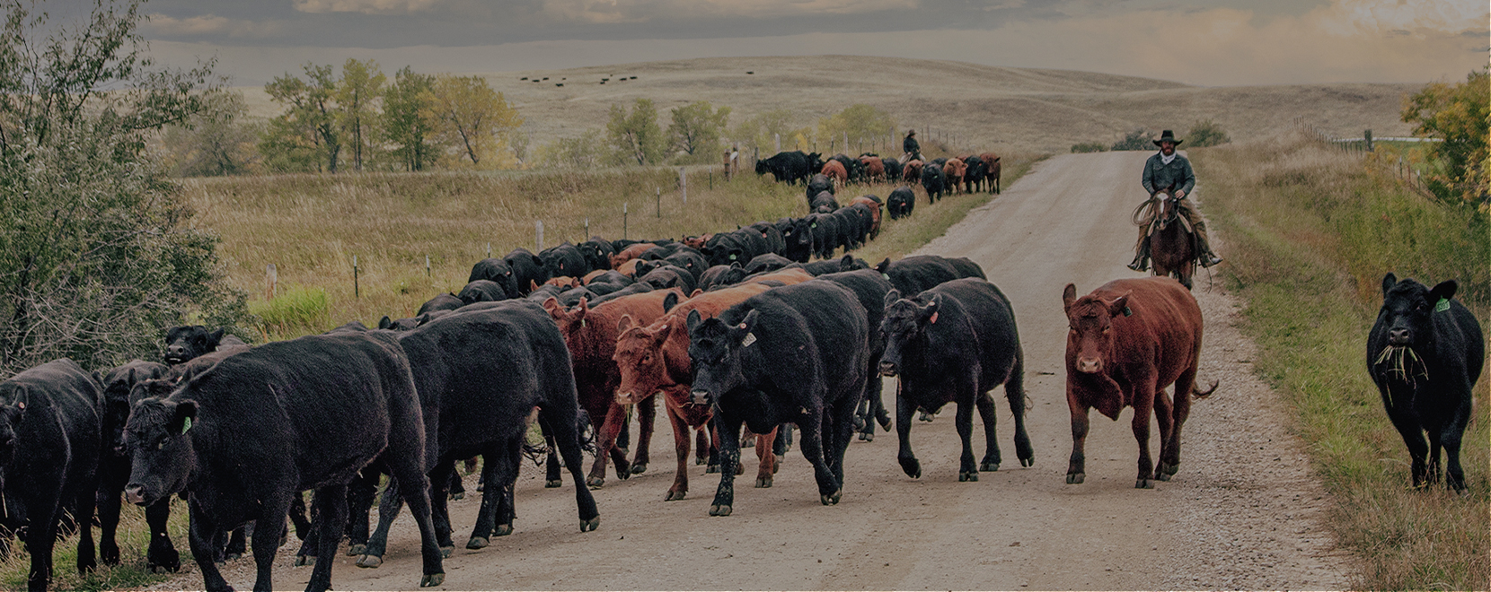 new cattle drive carouselbanner