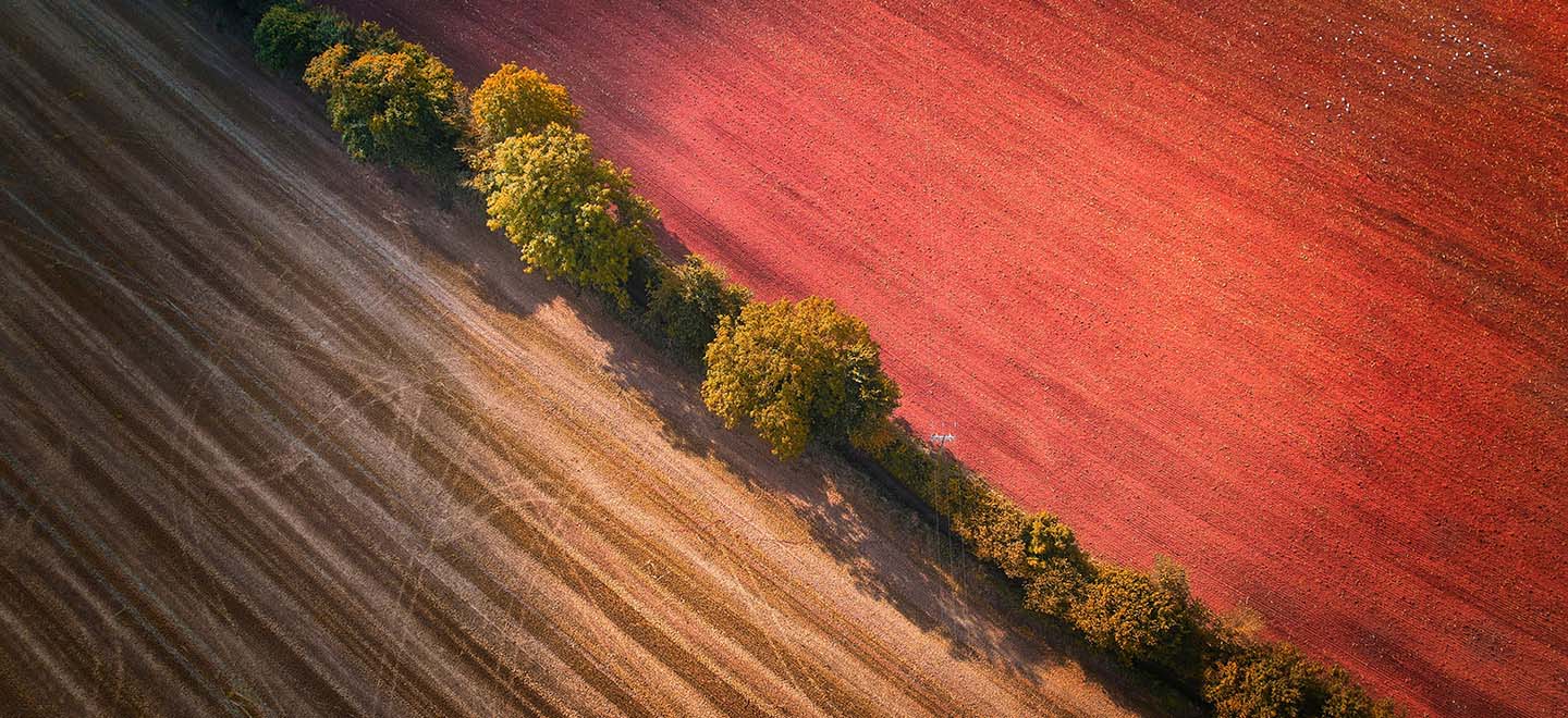 red and yellow field