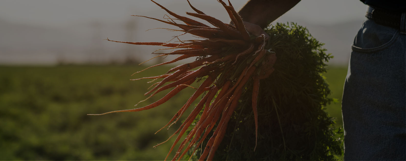 ybs carrot carousel