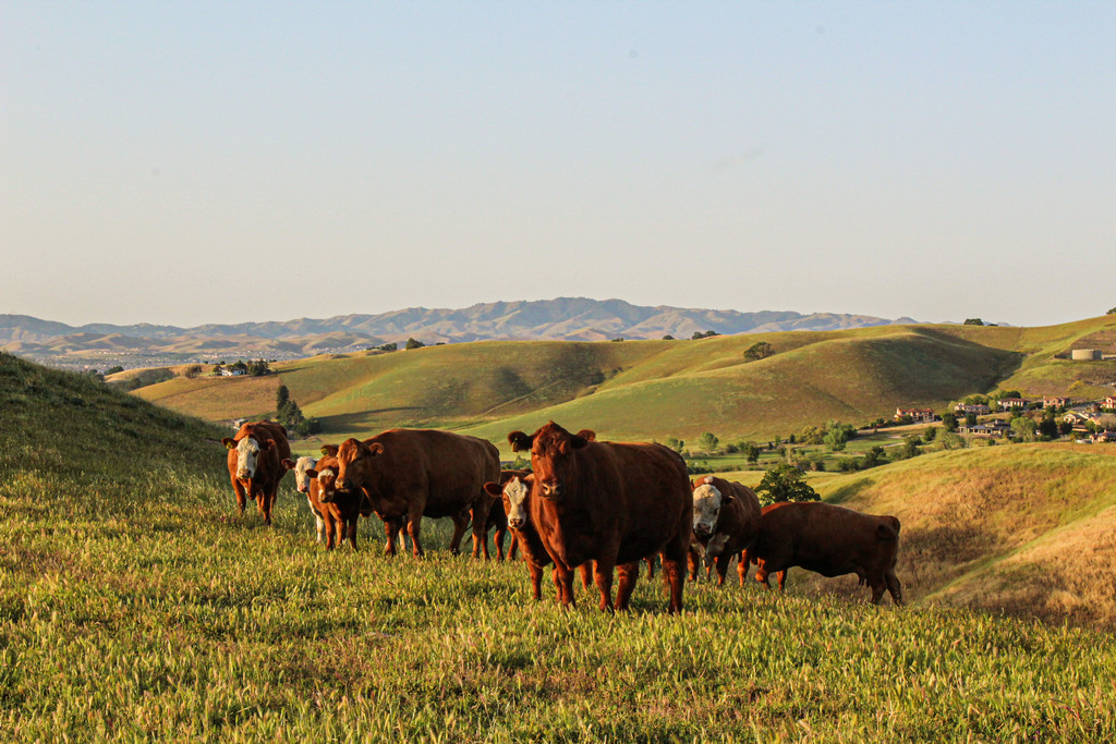 CA Rangeland - Koopmann Ranch