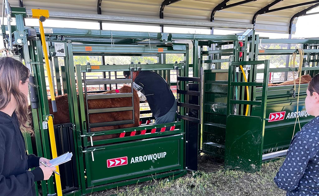 Students observe embryo transfer work being done