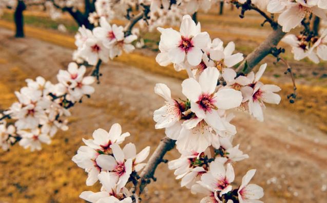 ALMOND FLOWER