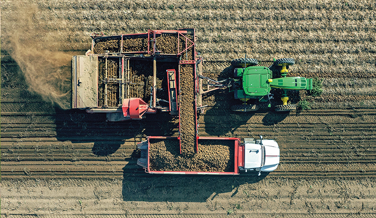 Potato harvester