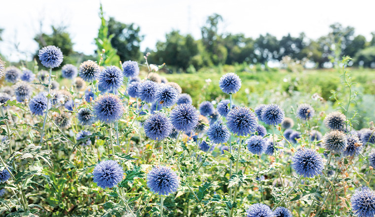 cards From farm to community: Center for Land-Based Learning’s mission in action